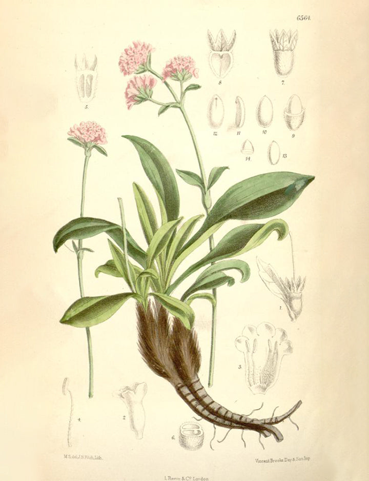 Jatamansi, The Root of Serenity