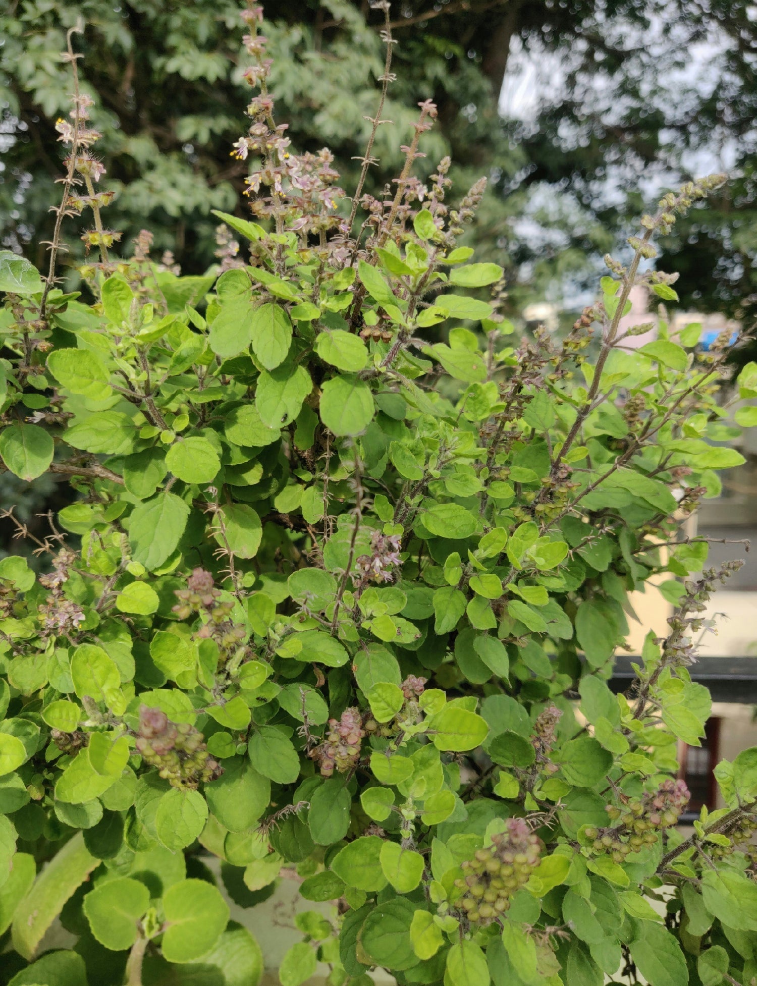 Tulsi, The Sacred Herb of Purity